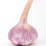 normalus baltas česnakas violetinis česnakas